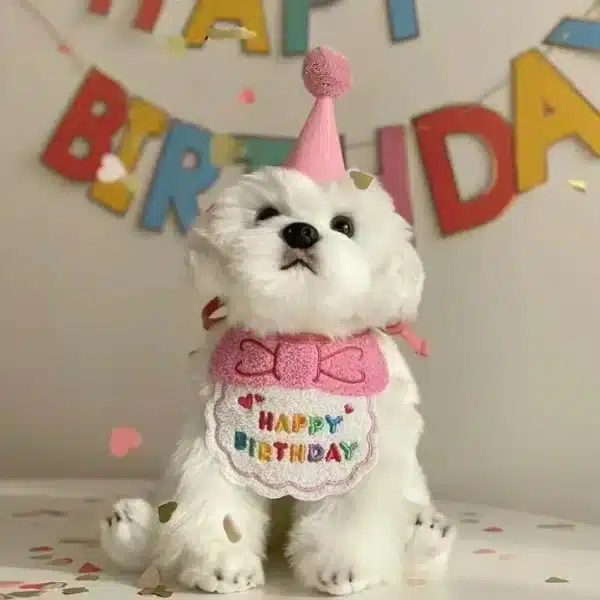Ensemble happy birthday bichon 1