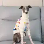 Pull à col pour lévrier 5