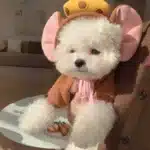 Sweat déguisement animaux petit chien 20