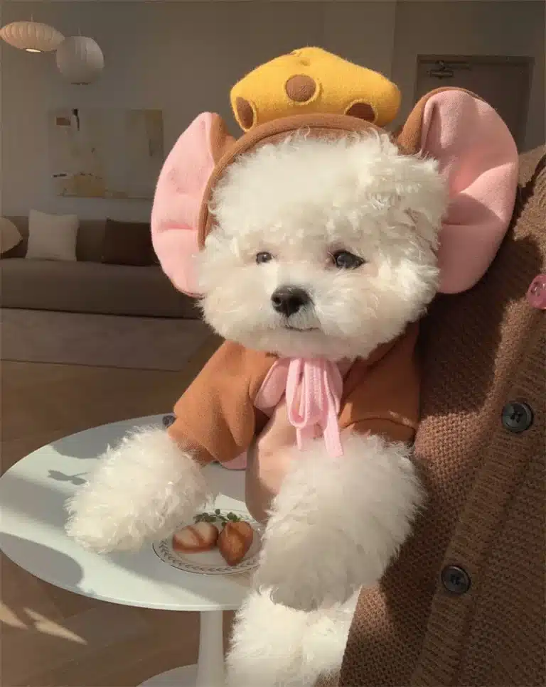 Sweat déguisement animaux petit chien 20