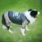 Combinaison FBI pour chien 21