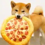 Jouet en peluche doux pour chien, beignet en forme de Pizza, jouets grinçants pour animaux de compagnie, pour petit, moyen et grand chien, chiot, nettoyage des dents, jouets à mâcher 1