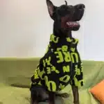 Veste avec fermeture éclair pour chien 5