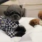 Pyjama été pour petit chien 2