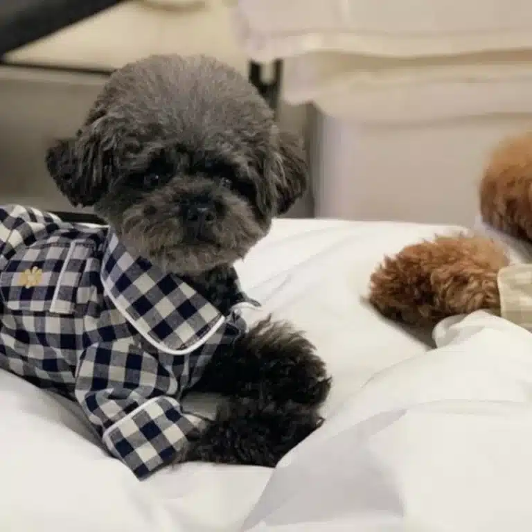Pyjama été pour petit chien 2
