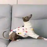 Pull à col pour lévrier 4