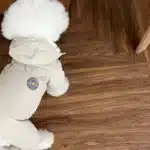 Parka hiver pour petit chien 5