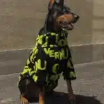 Veste avec fermeture éclair pour chien 2