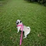 Ensemble harnais motif coeur chien 6