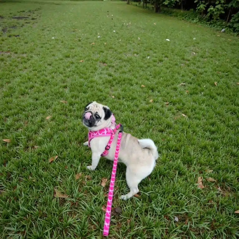 Ensemble harnais motif coeur chien 6