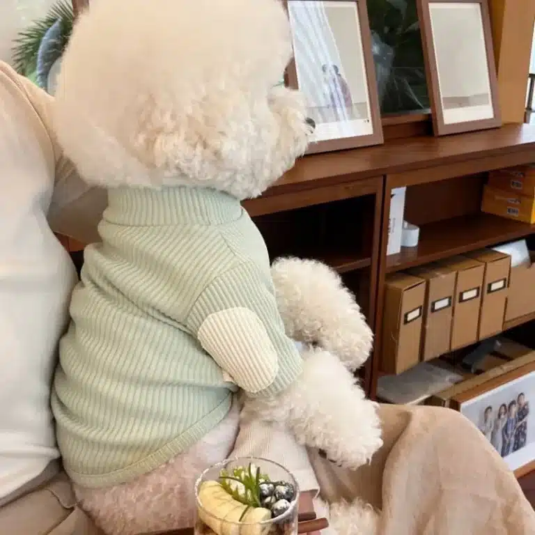 Pull teddy chaud pour petit chien 5