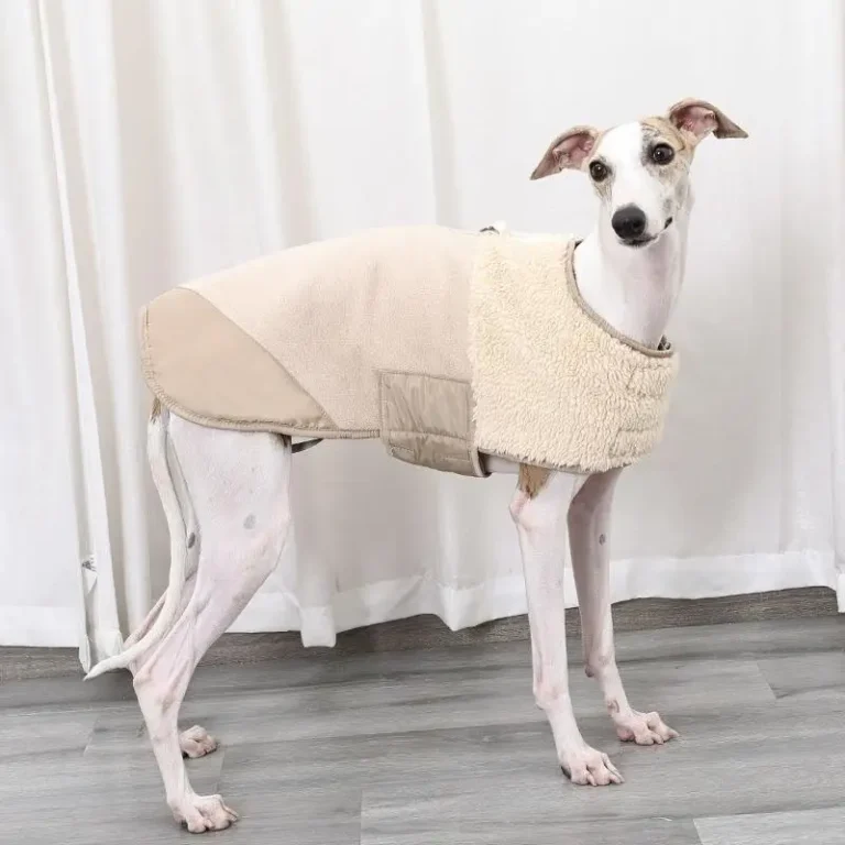 Veste coupe-vent pour petit chien 4
