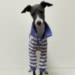 Polo rayé pour lévrier 6