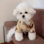 Veste imprimée ours pour petit chien 15