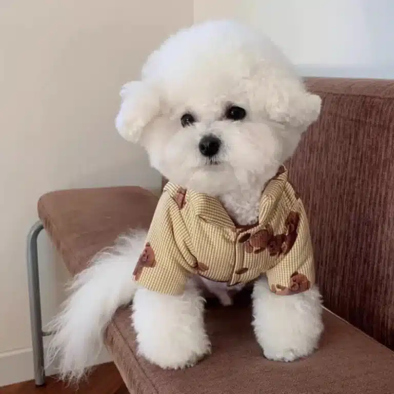 Veste imprimée ours pour petit chien 15