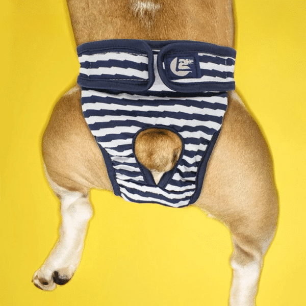 Culotte absorbante pour chien bleu marine