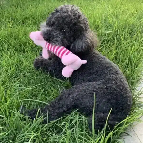 Jouets à mâcher en peluche cochon rose fushia 2