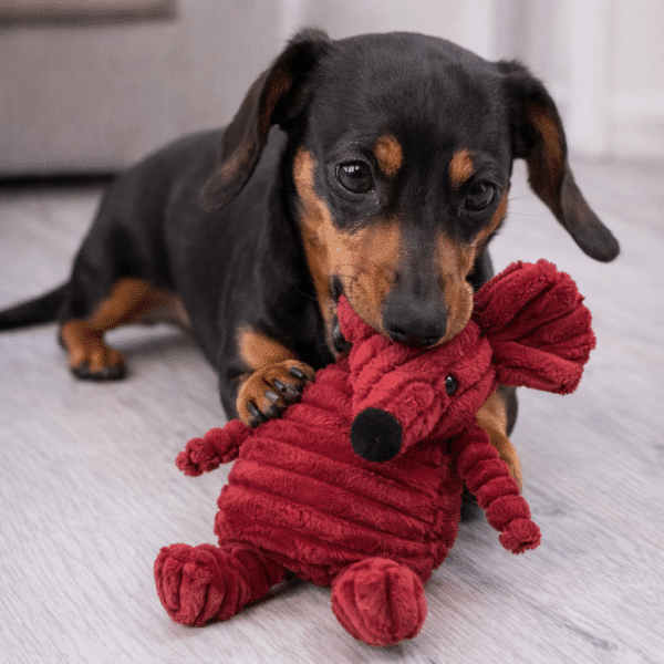 Jouet en peluche souris rouge pour chien