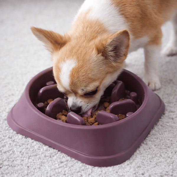 Gamelle anti glouton violet chien