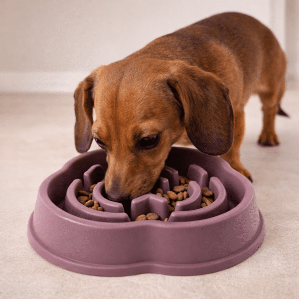 Gamelle anti glouton triangle violet chien