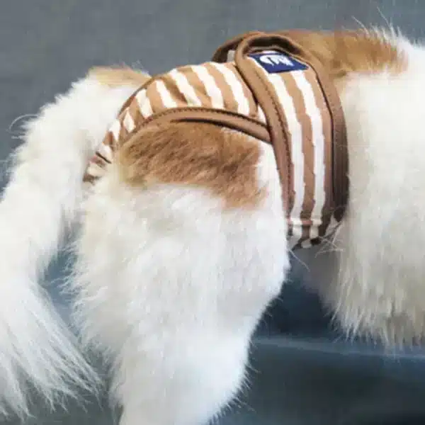Culotte absorbante pour chien marron et blanc 1