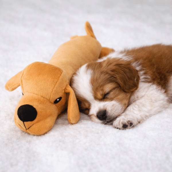 Jouets à mâcher en peluche chien long