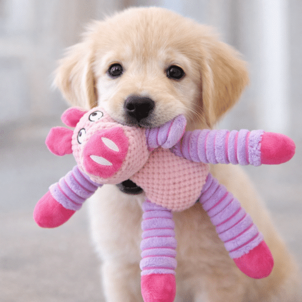 Jouet pour chien qui s'ennuie cochon