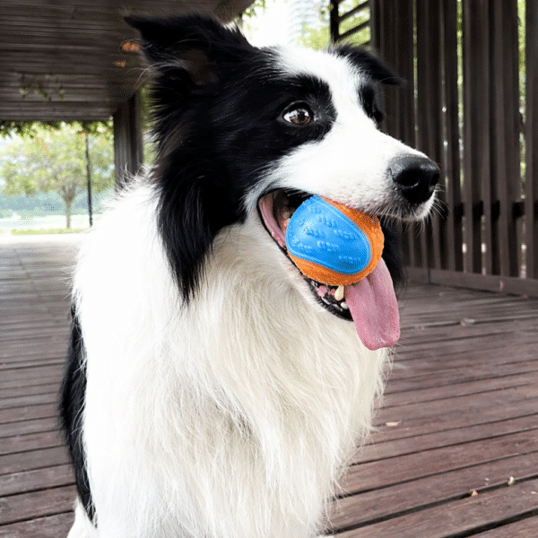 Balle rebondissante bleu et orange chien