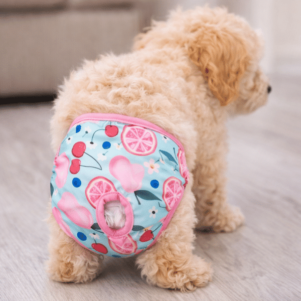 Couches cerise bleu et rose pour chienne