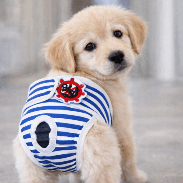 Culotte absorbante pour chien rayé bleu et blanc