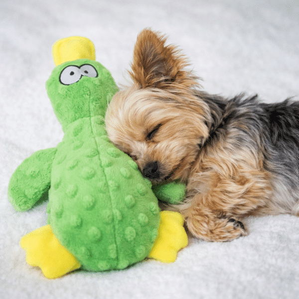 Peluche canard vert pour chien