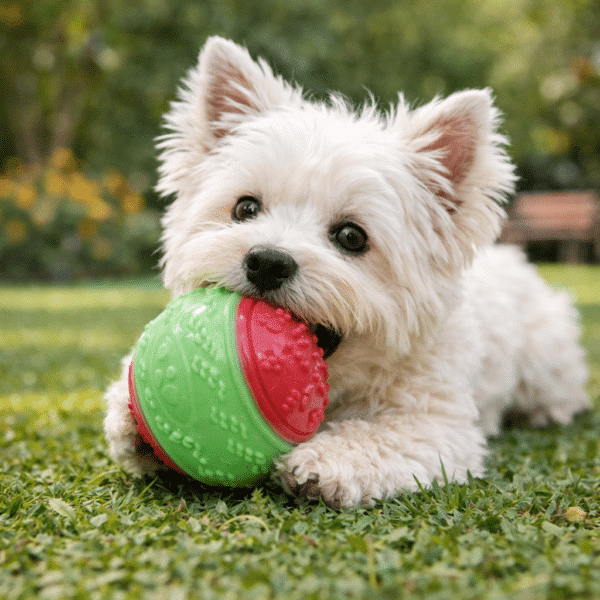 Balle rebondissante verte et rouge chien