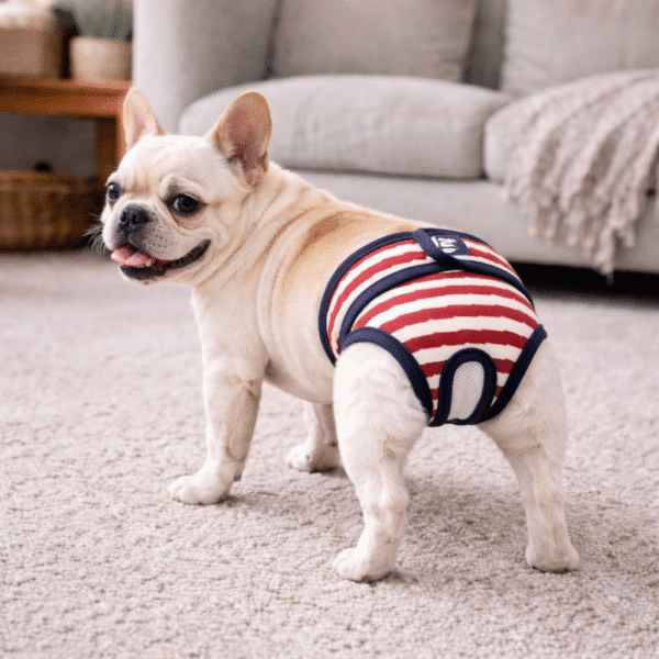 Culotte absorbante pour chien rouge et blanc