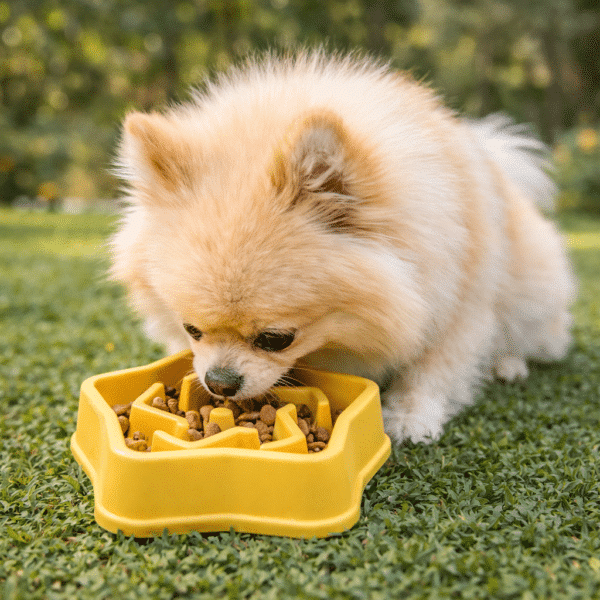 Gamelle anti glouton étoile pour petit chien