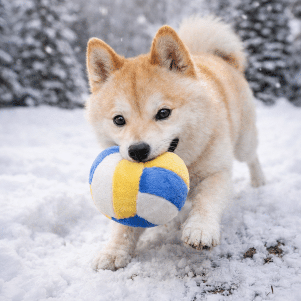 Peluche ballon jaune et bleu pour chien