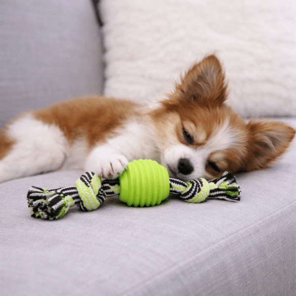 Balle avec corde vert pour chien