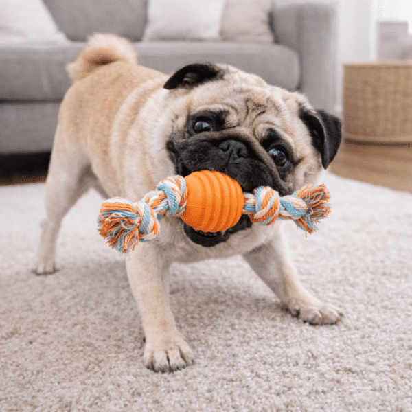 Balle avec corde orange pour chien