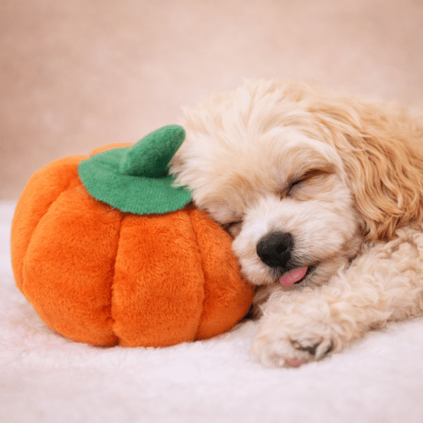 Peluche citrouille pour chien