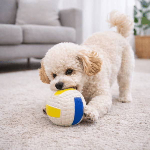 Ballon de volley rebondissant pour chien