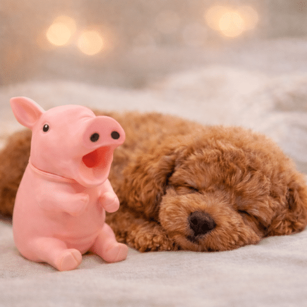 Cochon couineur pour chien