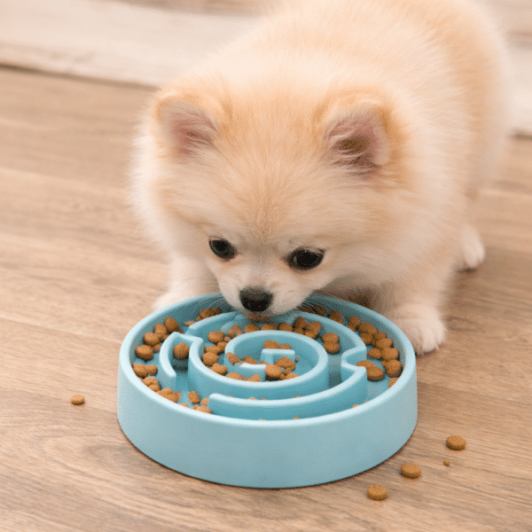 Gamelle anti glouton en spirale chien
