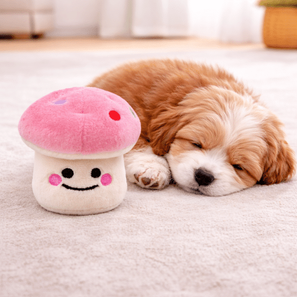 Peluche champignon pour chien