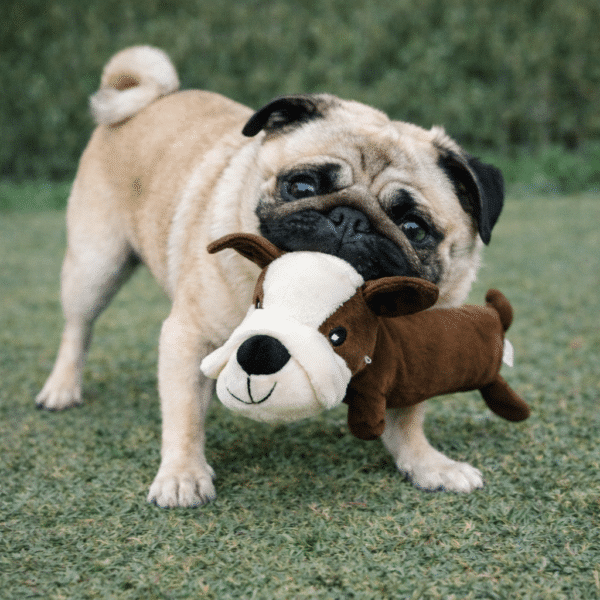 Jouets à mâcher en peluche chien marron et blanc