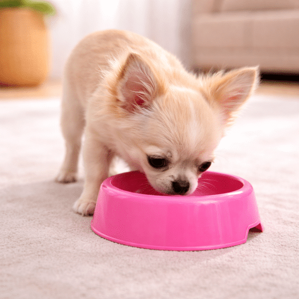 Gamelle rose fushia petit chien