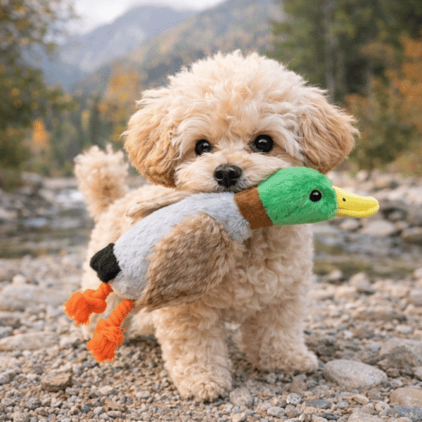 Peluche canard pour chien