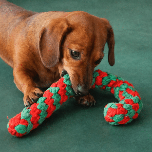 Jouet en corde canne à sucre chien