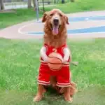 Déguisement basketteur chien 1