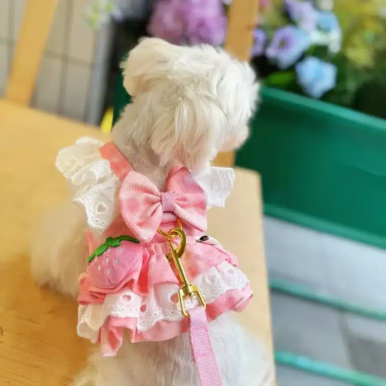 Harnais chihuahua robe dentelle motif fraise + laisse 3