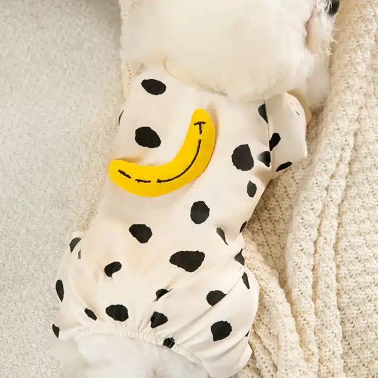 Pull chihuahua beige banane 5