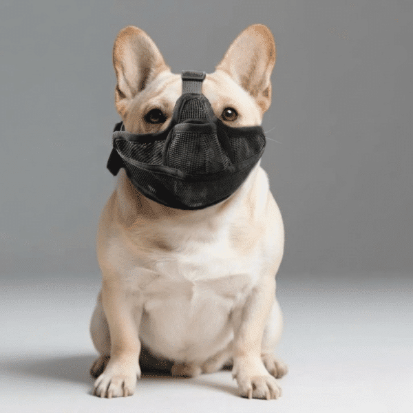 Muselière bouledogue français
